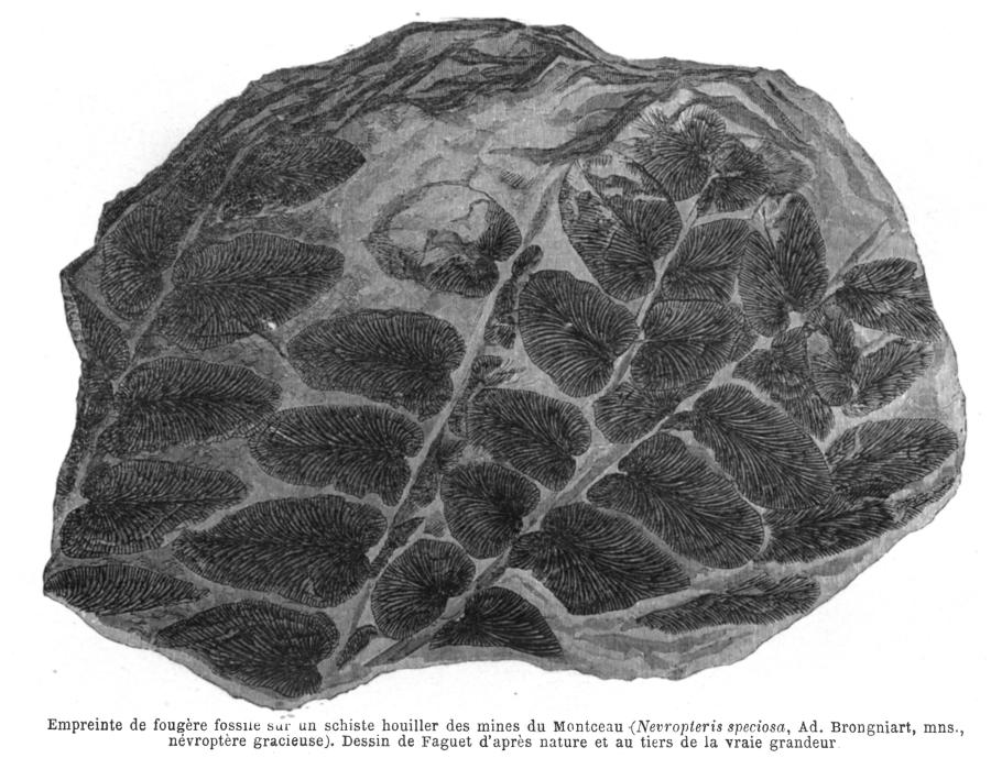 Empreinte de fougre fossile sur un schiste houiller des mines du Montceau